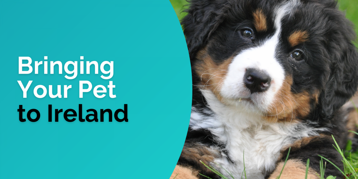 Can You Bring A Dog To Ireland